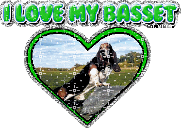 Basset picture
