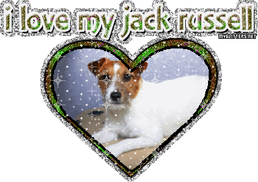 Jack Russell picture