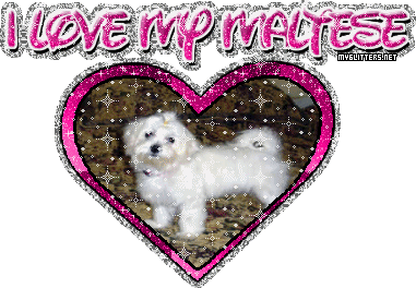 Maltese