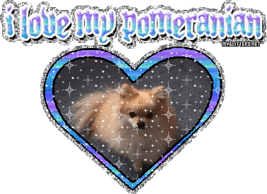 Pomeranian