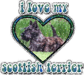 Scottish Terrier picture