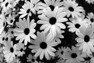Bwflowers picture