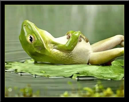 Sunbathingfrog picture