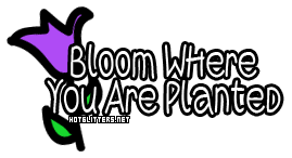 Bloom